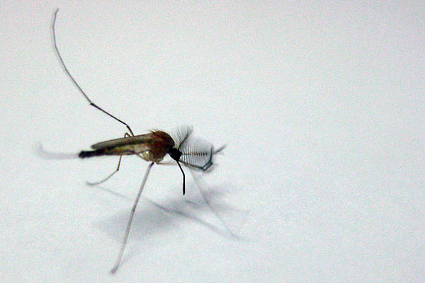 Mosquito in Juba, South Sudan